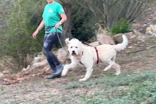 BRACCO, Hund, Spinone Italiano-Labrador-Mix in Italien - Bild 3