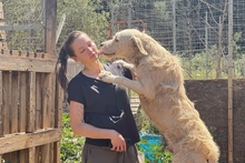 BRACCO, Hund, Spinone Italiano-Labrador-Mix in Italien - Bild 30