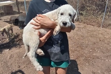 BRACCO, Hund, Spinone Italiano-Labrador-Mix in Italien - Bild 31