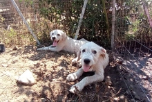 BRACCO, Hund, Spinone Italiano-Labrador-Mix in Italien - Bild 32