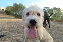 BRACCO, Hund, Spinone Italiano-Labrador-Mix in Italien - Bild 4