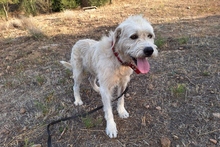 BRACCO, Hund, Spinone Italiano-Labrador-Mix in Italien - Bild 5