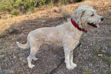 BRACCO, Hund, Spinone Italiano-Labrador-Mix in Italien - Bild 6