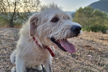 BRACCO, Hund, Spinone Italiano-Labrador-Mix in Italien - Bild 7