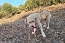 BRACCO, Hund, Spinone Italiano-Labrador-Mix in Italien - Bild 8