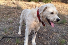 BRACCO, Hund, Spinone Italiano-Labrador-Mix in Italien - Bild 9