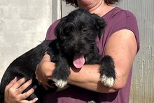 USIGNOLO, Hund, Schnauzer-Mix in Italien - Bild 14