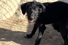 USIGNOLO, Hund, Schnauzer-Mix in Italien - Bild 15