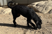 USIGNOLO, Hund, Schnauzer-Mix in Italien - Bild 16