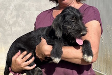 USIGNOLO, Hund, Schnauzer-Mix in Italien - Bild 17