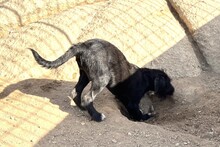 USIGNOLO, Hund, Schnauzer-Mix in Italien - Bild 18