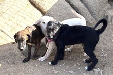 USIGNOLO, Hund, Schnauzer-Mix in Italien - Bild 19