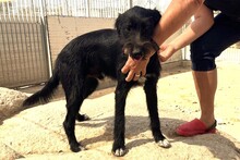 USIGNOLO, Hund, Schnauzer-Mix in Italien - Bild 2