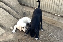 USIGNOLO, Hund, Schnauzer-Mix in Italien - Bild 20