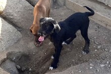 USIGNOLO, Hund, Schnauzer-Mix in Italien - Bild 21