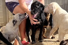 USIGNOLO, Hund, Schnauzer-Mix in Italien - Bild 24