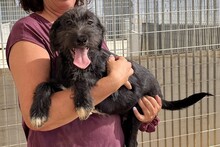 USIGNOLO, Hund, Schnauzer-Mix in Italien - Bild 25