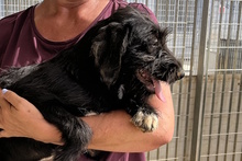 USIGNOLO, Hund, Schnauzer-Mix in Italien - Bild 26