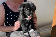 USIGNOLO, Hund, Schnauzer-Mix in Italien - Bild 29