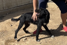 USIGNOLO, Hund, Schnauzer-Mix in Italien - Bild 3