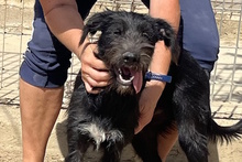 USIGNOLO, Hund, Schnauzer-Mix in Italien - Bild 9