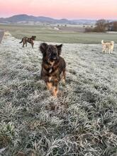 ENA, Hund, Mischlingshund in Gudensberg - Bild 5