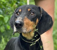 ROKY2, Hund, Mischlingshund in Slowakische Republik - Bild 1