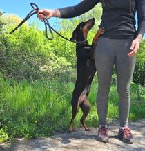 ROKY2, Hund, Mischlingshund in Slowakische Republik - Bild 11