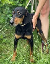 ROKY2, Hund, Mischlingshund in Slowakische Republik - Bild 12