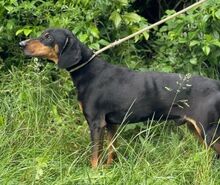 ROKY2, Hund, Mischlingshund in Slowakische Republik - Bild 3