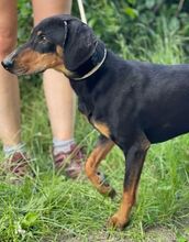 ROKY2, Hund, Mischlingshund in Slowakische Republik - Bild 8