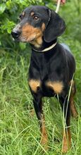 ROKY2, Hund, Mischlingshund in Slowakische Republik - Bild 9