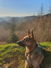 TACO, Hund, Deutscher Schäferhund-Mix in Angelburg - Bild 11