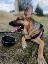 TACO, Hund, Deutscher Schäferhund-Mix in Angelburg - Bild 12