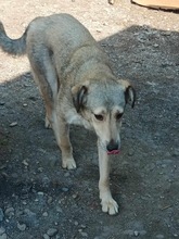 SANDY, Hund, Mischlingshund in Rumänien - Bild 1