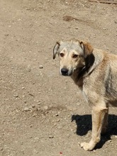 SANDY, Hund, Mischlingshund in Rumänien - Bild 2