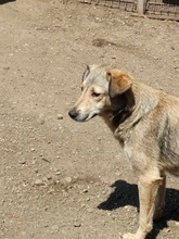 SANDY, Hund, Mischlingshund in Rumänien - Bild 3