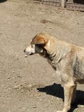 SANDY, Hund, Mischlingshund in Rumänien - Bild 4