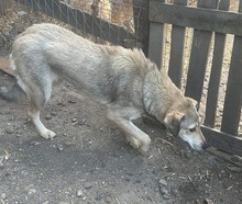 SANDY, Hund, Mischlingshund in Rumänien - Bild 7