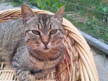 CINZIA, Katze, Europäisch Kurzhaar in Hamm