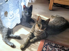 CICLAMINO, Katze, Kartäuser-Mix in Kleinostheim - Bild 2