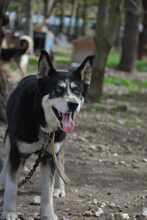 NALANI, Hund, Mischlingshund in Bulgarien - Bild 3