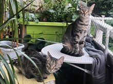 MOMO, Katze, Europäisch Kurzhaar in Kempen - Bild 6