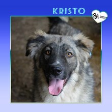 KRISTO, Hund, Mischlingshund in Bulgarien - Bild 1