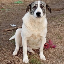 BOUNTY, Hund, Griechischer Schäferhund-Mix in Griechenland - Bild 1