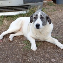 BOUNTY, Hund, Griechischer Schäferhund-Mix in Griechenland - Bild 2