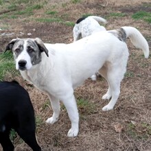 BOUNTY, Hund, Griechischer Schäferhund-Mix in Griechenland - Bild 3