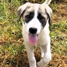 BOUNTY, Hund, Griechischer Schäferhund-Mix in Griechenland - Bild 4