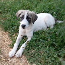 BOUNTY, Hund, Griechischer Schäferhund-Mix in Griechenland - Bild 6