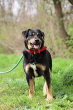 OSKAR, Hund, Mischlingshund in Slowakische Republik - Bild 1